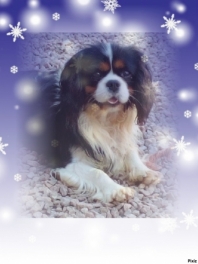 Cavalier King Charles (Cavalier King Charles Spaniel)