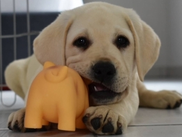 Labrador (Retriever du Labrador)