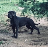 Cane Corso (Chien de cour Italien)