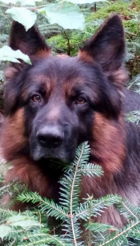 Berger Allemand (Chien Loup d'Alsace - B.A)