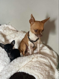 Chihuahua