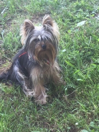 Yorkshire Terrier (Terrier du Yorkshire)