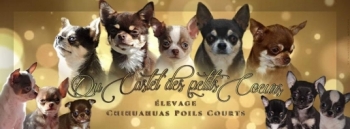 Chihuahua