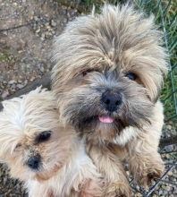 Lhassa Apso