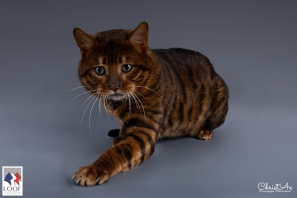 Toyger