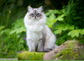 Sibrien (Chat de Sibrie)