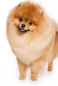 Spitz Allemand (Petit) (Petit Spitz)