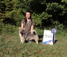 Chien des Goths (Vastgotaspets - Chien des Goths de l'Ouest - Spitz des Visigoths - Berger Sudois - Vallhund Sudois)