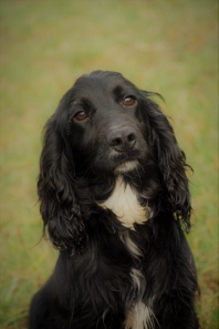 Cocker Anglais (Spaniel) (English Cocker Spaniel)