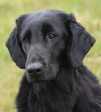 Retriever � poil plat (Flat coated Retriever)