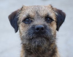 Border Terrier