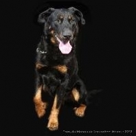 Berger de Beauce (Beauceron - Bas-rouge)