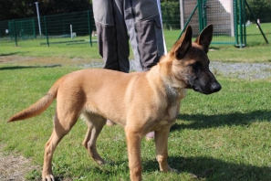 Berger Belge Malinois (Malinois)