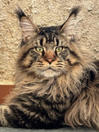 Maine Coon