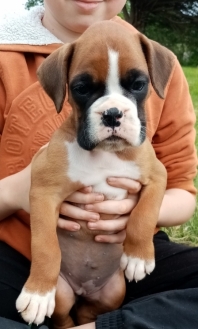 Boxer
