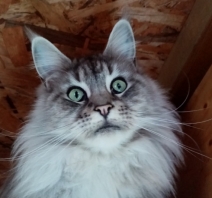 Maine Coon