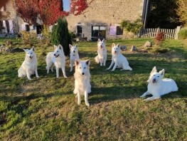 Berger Blanc Suisse (Berger Blanc)