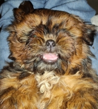 Shih Tzu
