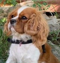 Cavalier King Charles (Cavalier King Charles Spaniel)