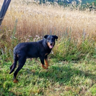 Berger de Beauce (Beauceron - Bas-rouge)
