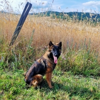 Berger Belge Tervueren (Tervueren)
