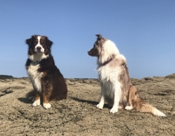 Berger australien d'Amérique