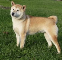 Shiba (Shiba Inu)