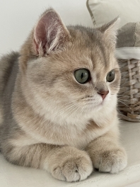 British Shorthair
