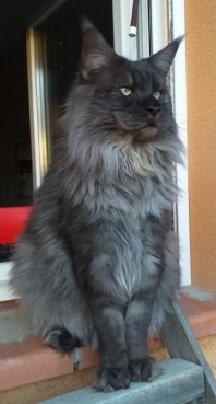 Maine Coon
