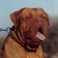 Dogue de Bordeaux