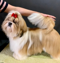 Shih Tzu