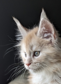 Maine Coon