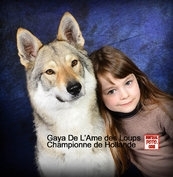 Chien Loup Slovaque (Chien Loup Tchque)