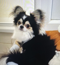 Chihuahua