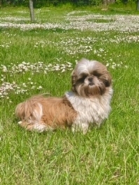 Shih Tzu