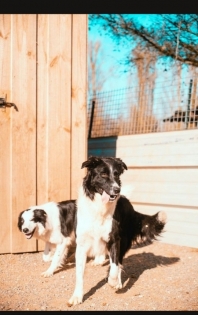 Border Collie