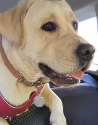 Labrador (Retriever du Labrador)