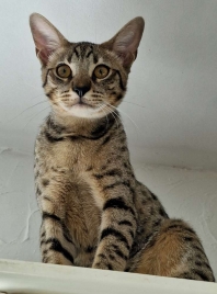 Savannah