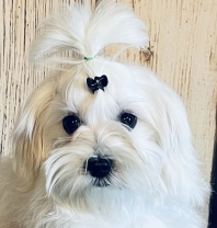 Bichon Maltais (Maltese)