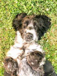 Cocker Anglais (Spaniel) (English Cocker Spaniel)