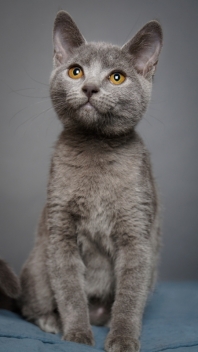 Chartreux