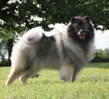 Spitz Allemand (Loup) (Keeshond - Spitz-Loup)