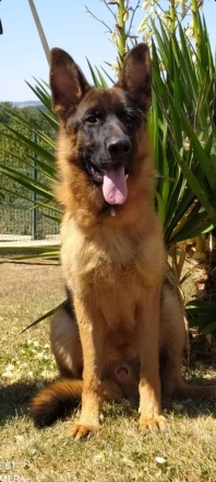 Berger Allemand (Chien Loup d'Alsace - B.A)