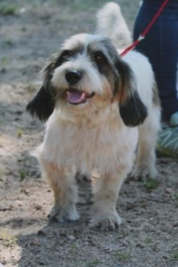 Petit Basset Griffon Venden