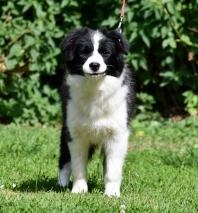 Border Collie