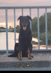 Berger de Beauce (Beauceron - Bas-rouge)
