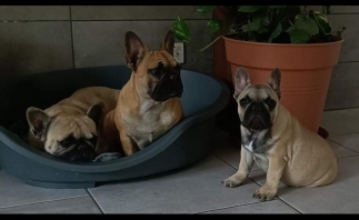 Bouledogue Franais