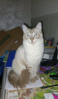 Ragdoll