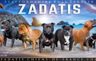 StaffordShire Bull Terrier (Bull Terrier du Staffordshire)