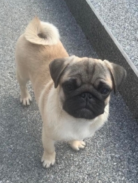 Carlin (Mops Pug)